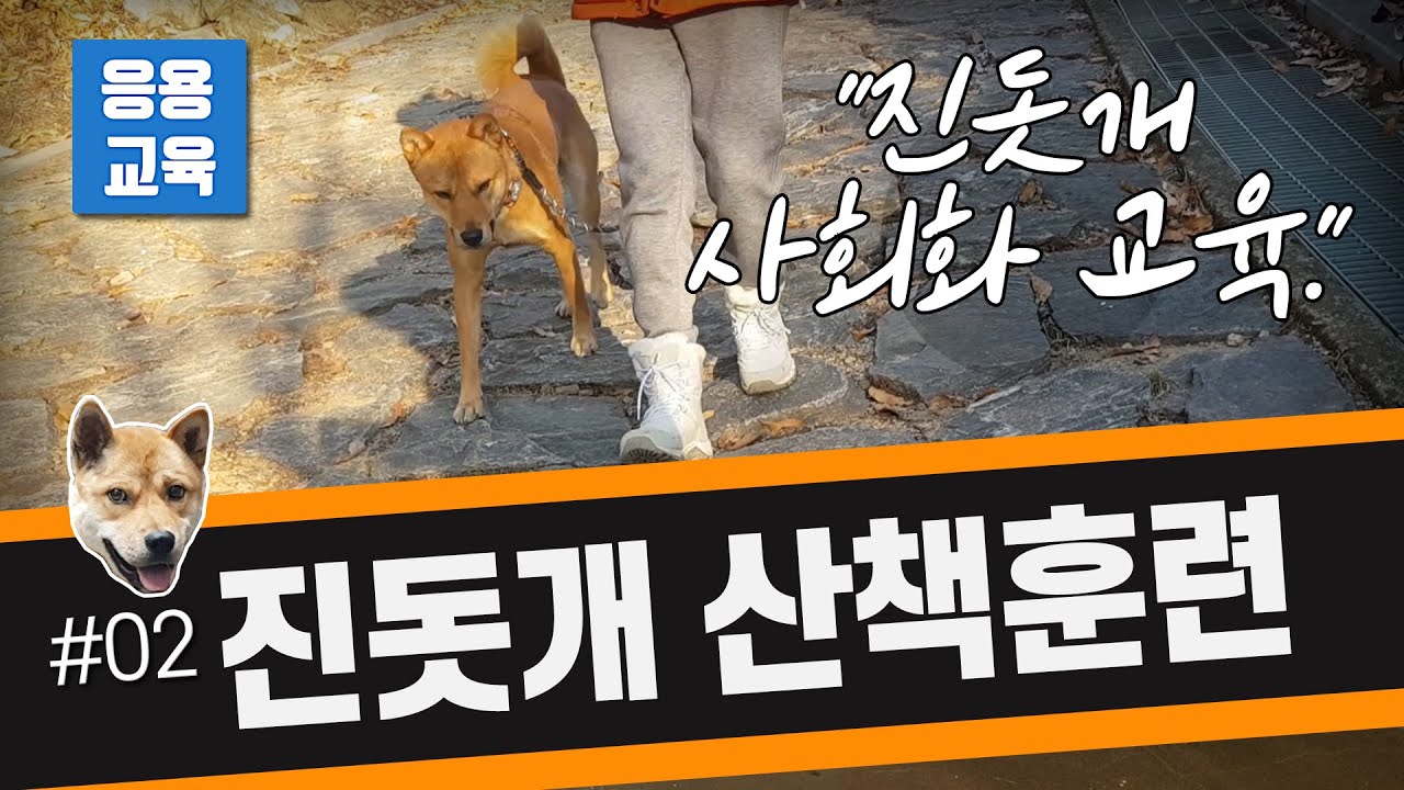 줄 당기는 강아지 / 진돗개 산책훈련하기