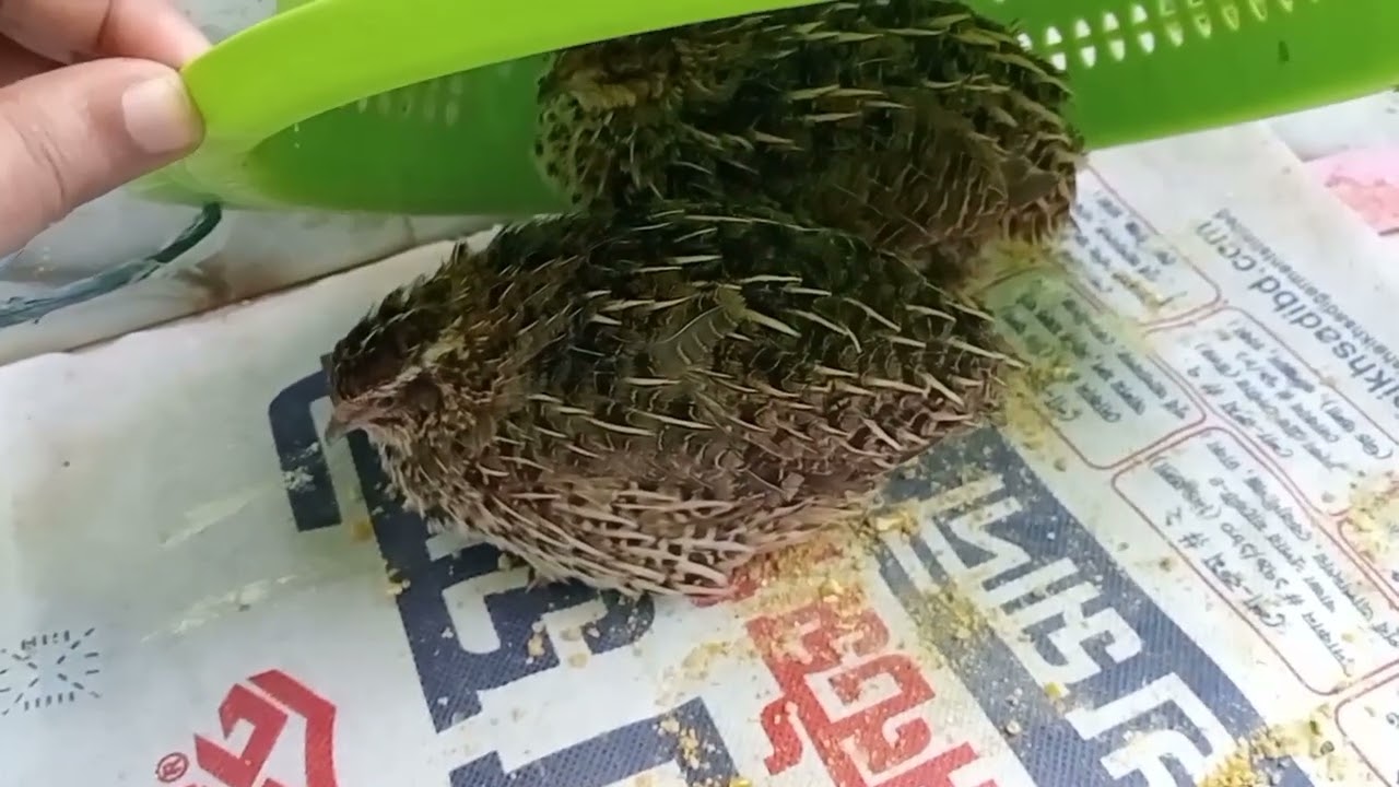 কোয়েল পাখি পার 5