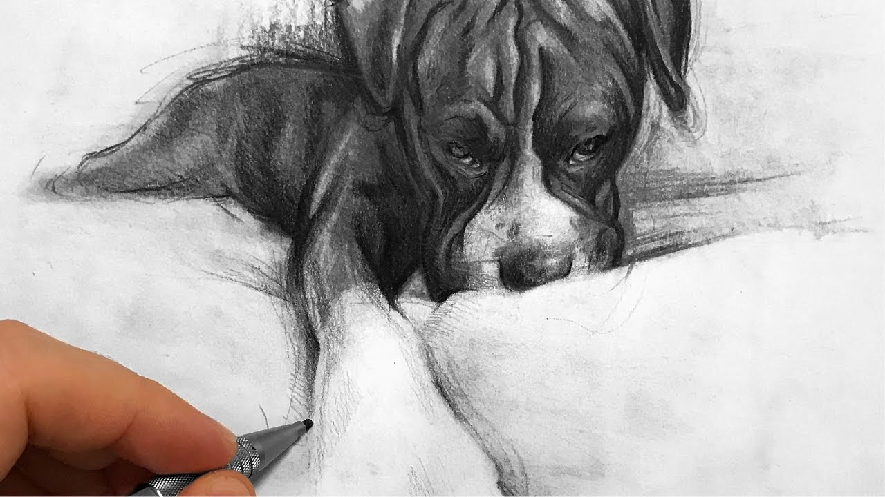 Drawing and Shading a Boxer Sketch with Graphite Pencils - by Juan Perednik
