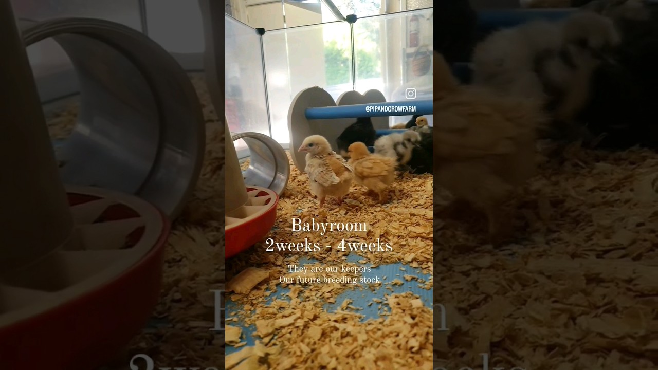 Chick Brooder - Baby room 2 @pipandgrowfarm