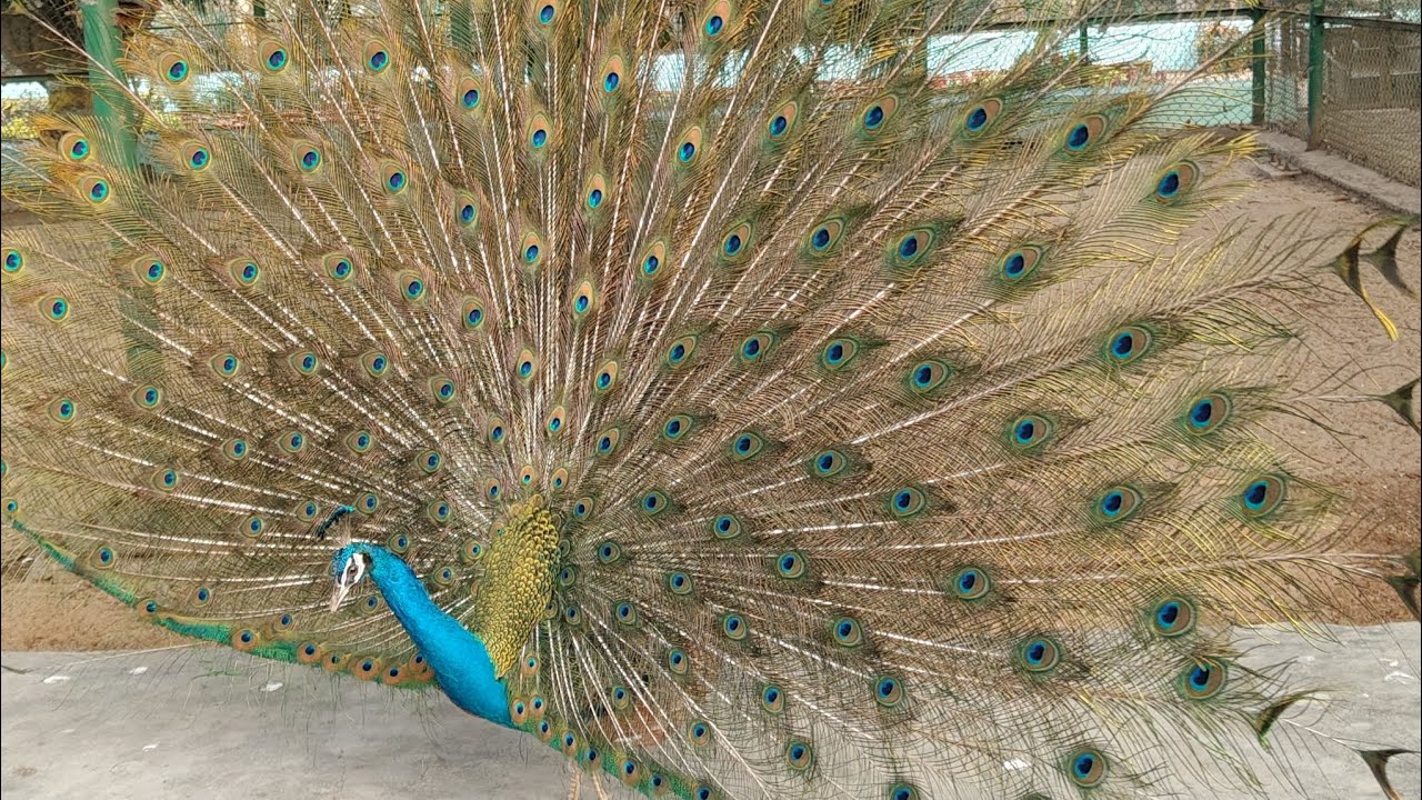 Beautiful Peacock ever seen