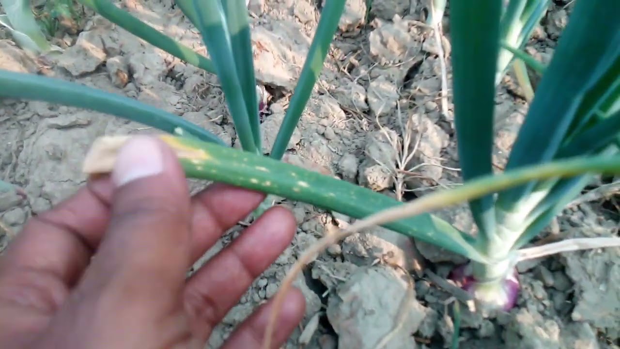 বাণিজ্যিকভাবে পেঁয়াজ চাষ করতে হলে যেসব বিষয়ে সতর্ক থাকা জরুরি 