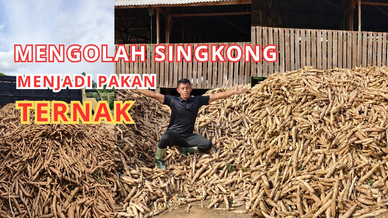Cara mengolah singkong untuk pakan ternak supaya aman tidak bikin keracunan