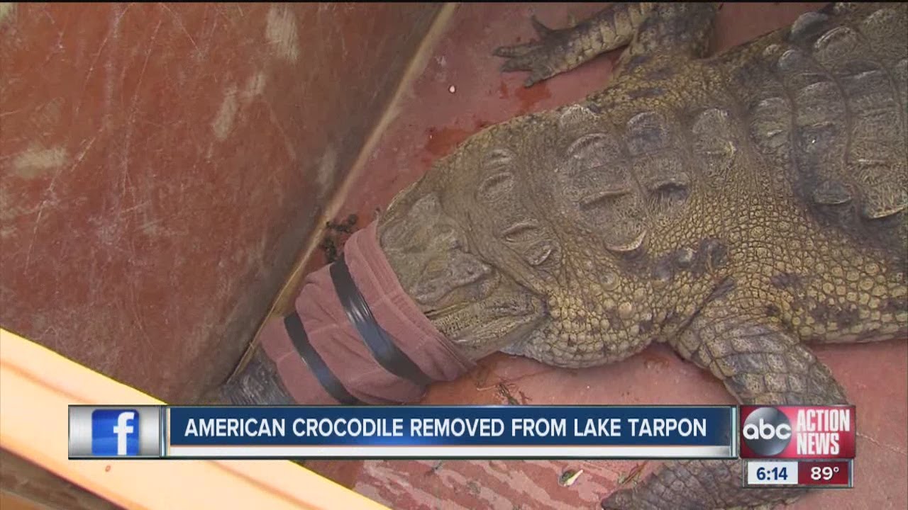 American crocodile removed from Lake Tarpon