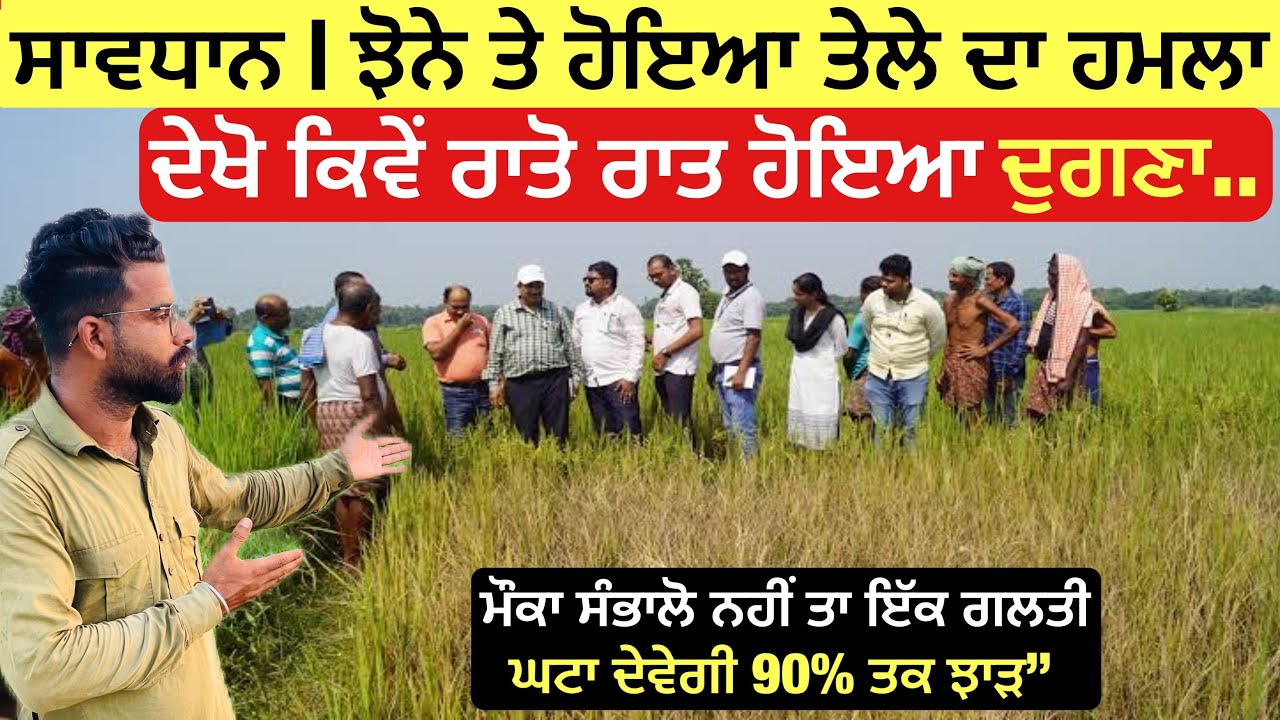 ਸਾਵਧਾਨ ਹੋ ਜਾਓ ਕਿਸਾਨ ਵੀਰੋ ਝੋਨੇ ਤੇ ਹੋਇਆ ਤੇਲੇ ਦਾ ਹਮਲਾ ਦੇਖੋ ਕਿਵੇਂ ਰਾਤੋ ਰਾਤ ਹੋ ਰਿਹਾ ਦੁੱਗਣਾ | paddy hoper 
