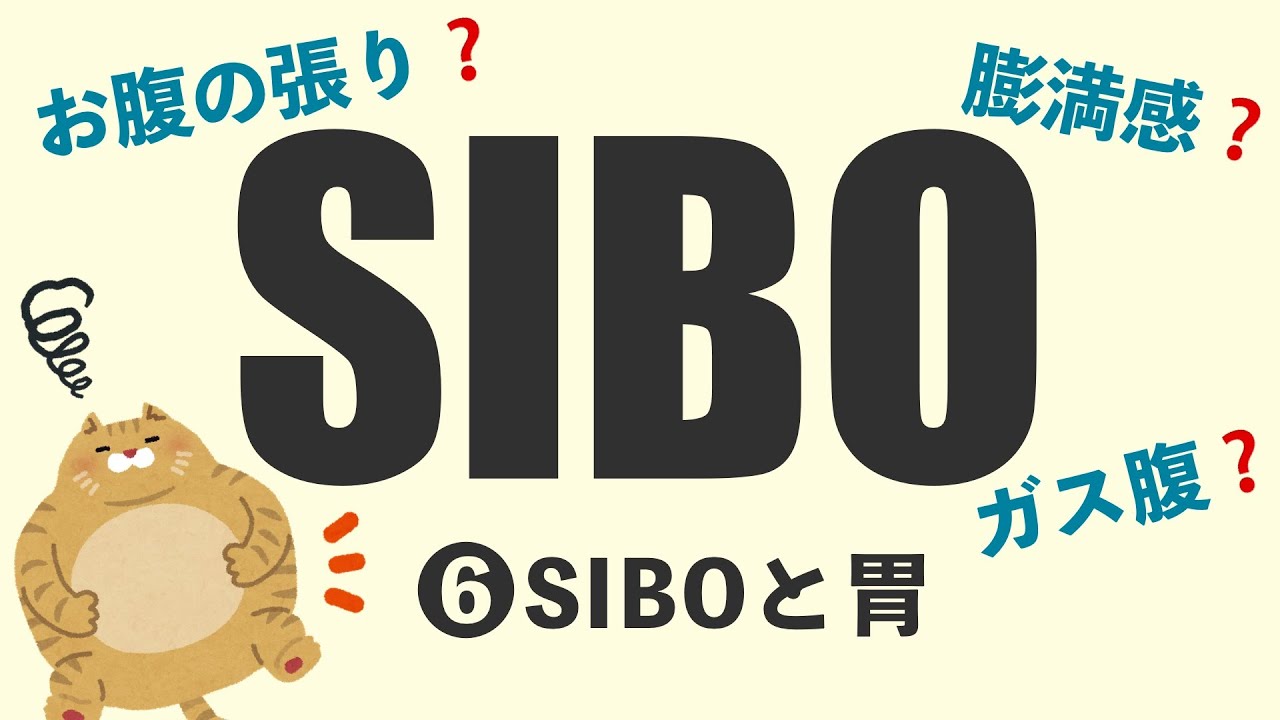 【こもれびの診療所】SIBO⑥(シーボ)〜SIBOと胃〜