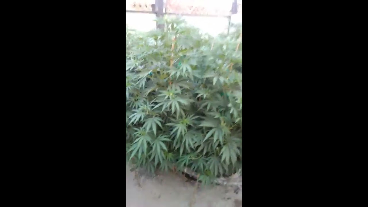 Tga genetics grow 2017 update #2