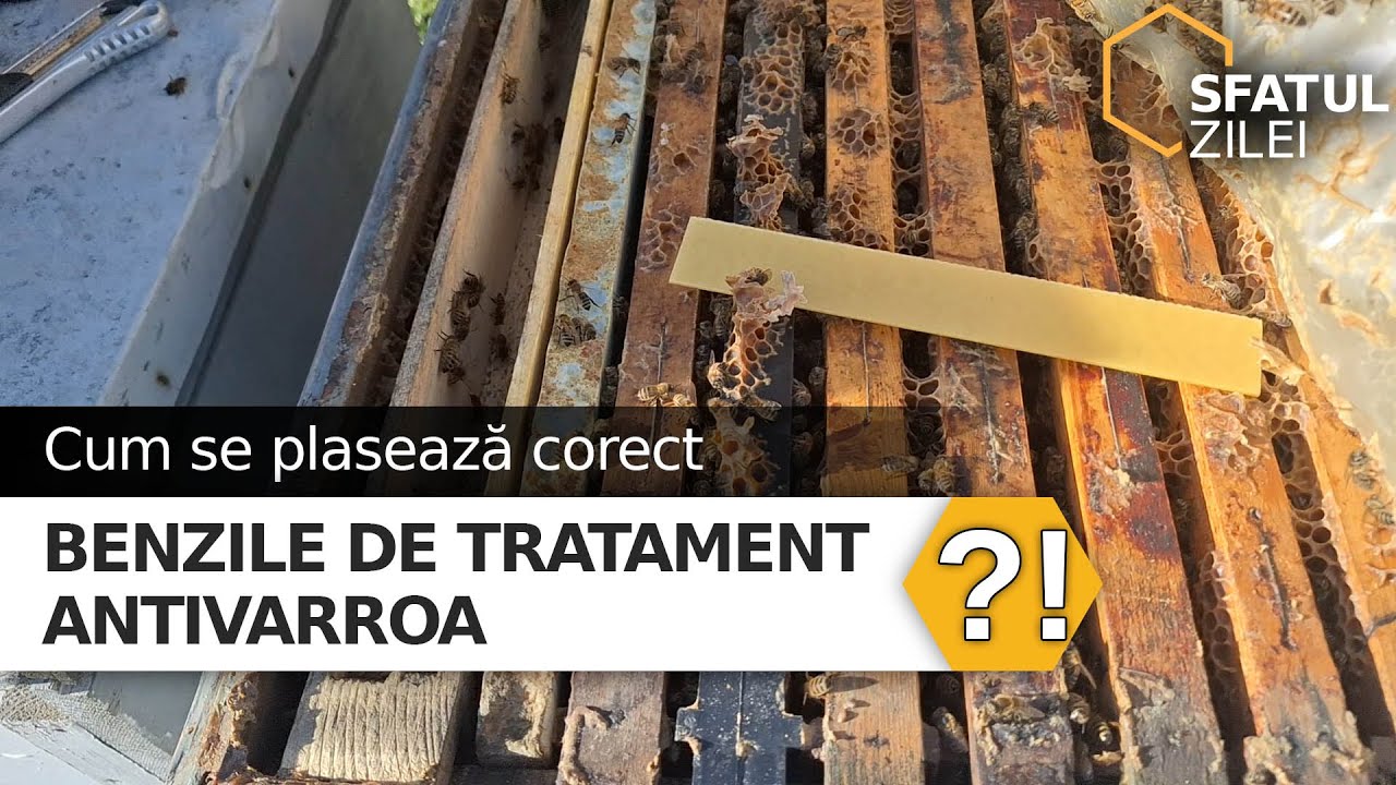 Cum se plaseaza corect benzile de tratament antivarroa ?!