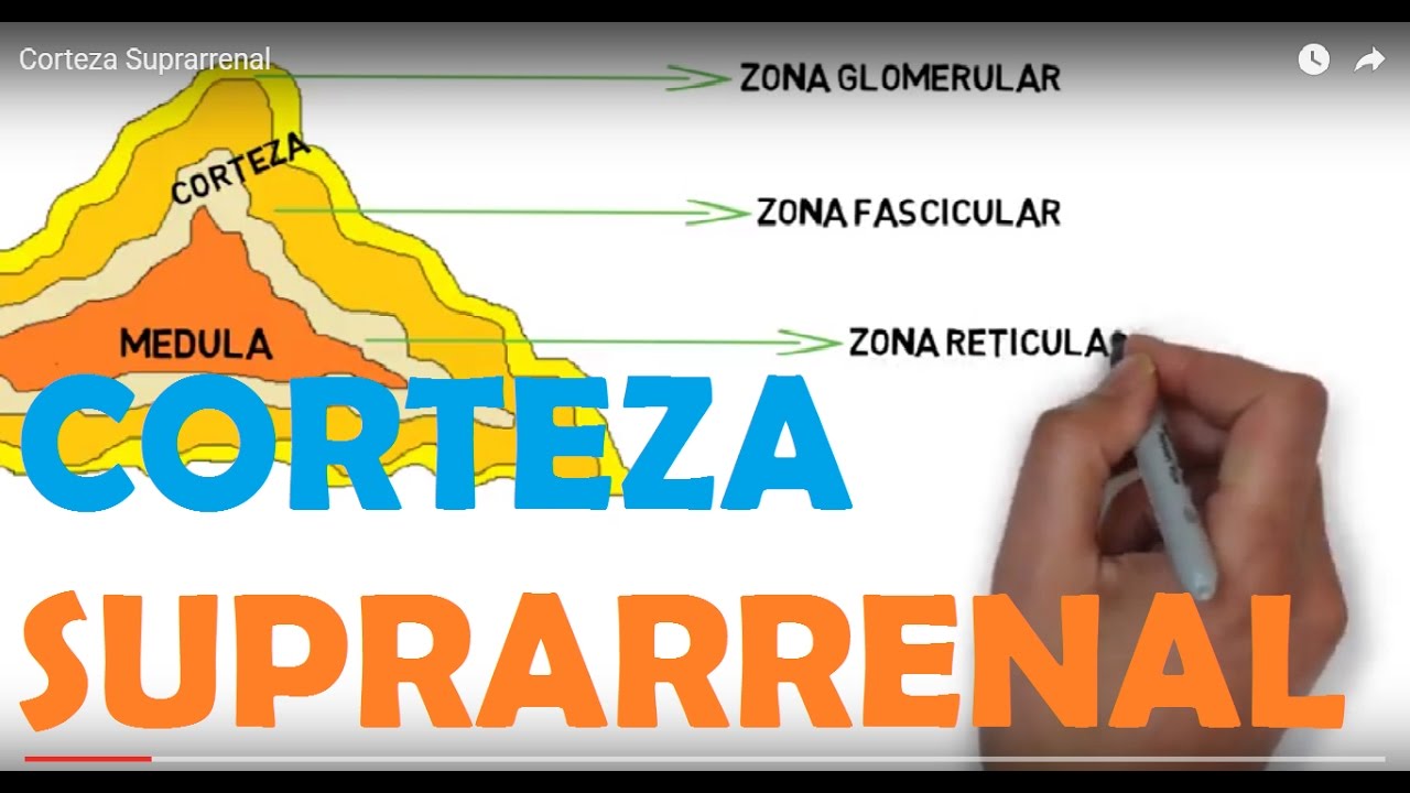 Corteza Suprarrenal