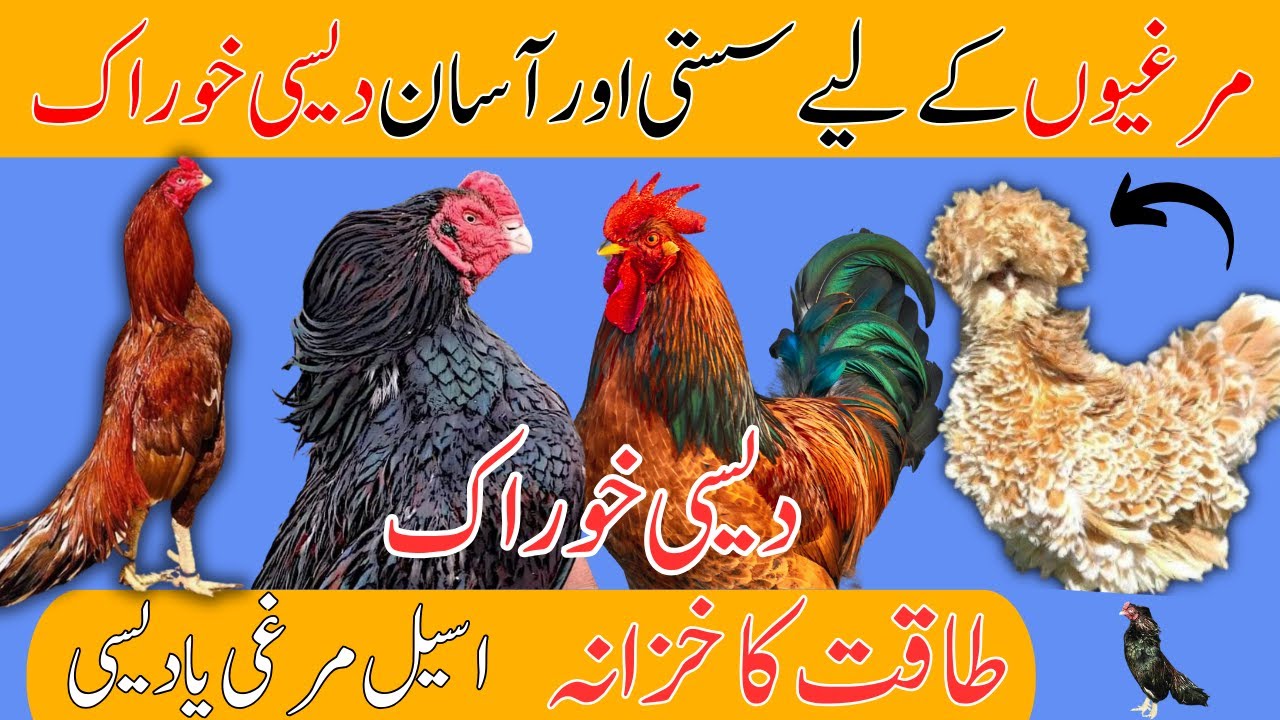 Murgiyo Ki DESI Khurak | Feed Making Video | Chicken Organic Feed | Aseel | Desi | Fancy Hens Feed