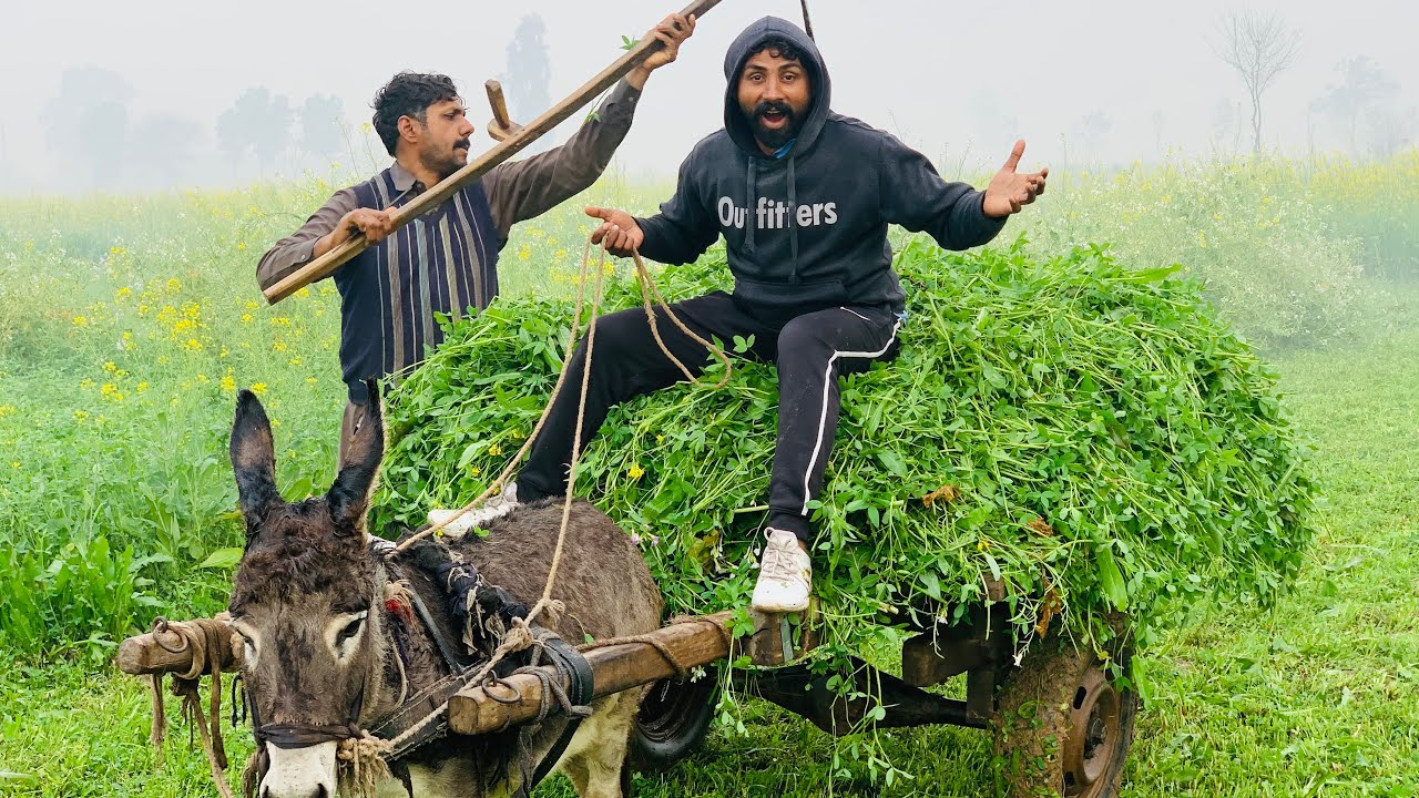 Rain In Punjab Pakistan🌧️💧| Village Life In Pakistan | Ansar Desi Vlog