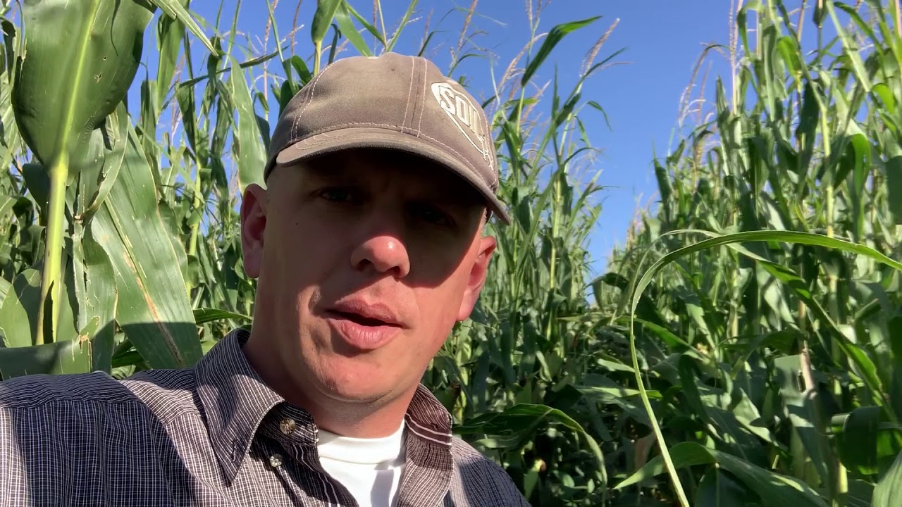 Planting Silage Corn, Soybeans, and Winter Cereal Rye at the same time.