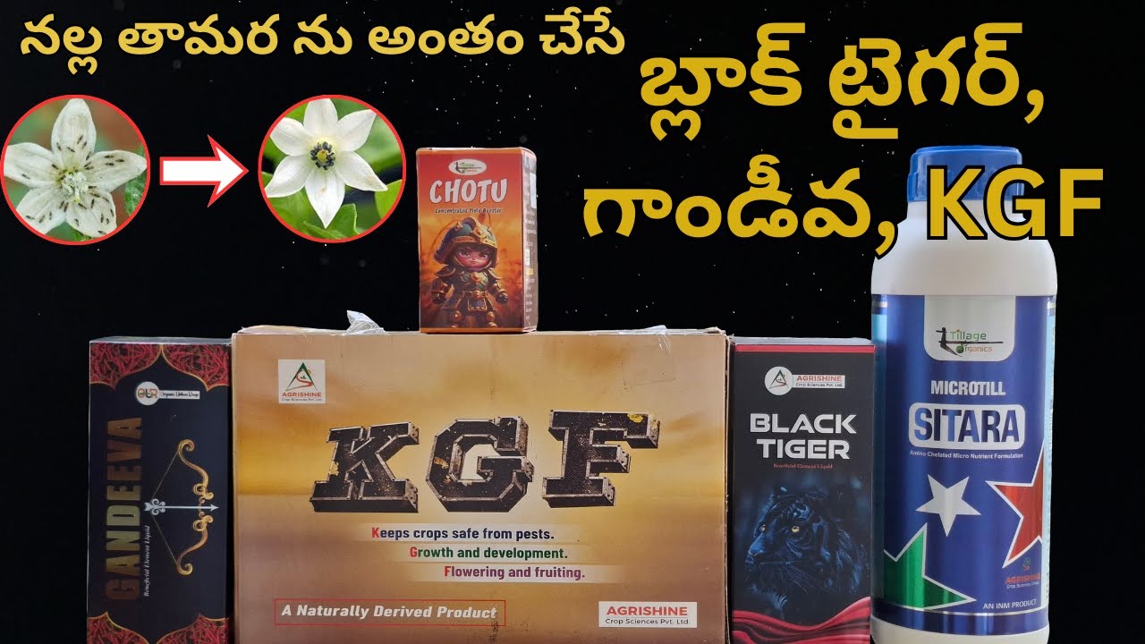 నల్ల తామర మాడి మసి కావాల్సిందే #2025 #chilli #black #tiger #KGF #gandeeva #sitara #chotu #thrips