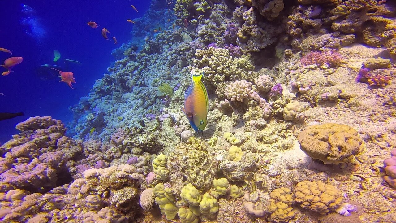 Red Sea-diving in Ras Nasrani, mai 2023