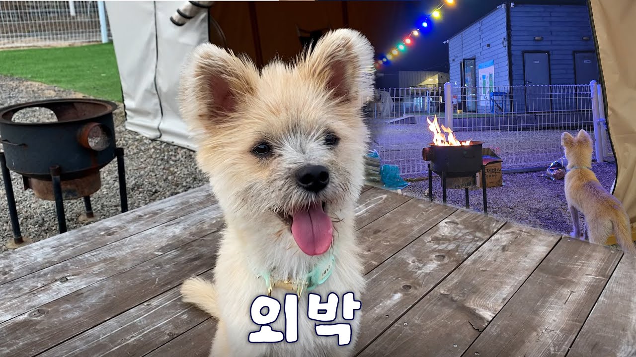 오랜만에 외박하는 강아지 (feat.춘천 글램핑)