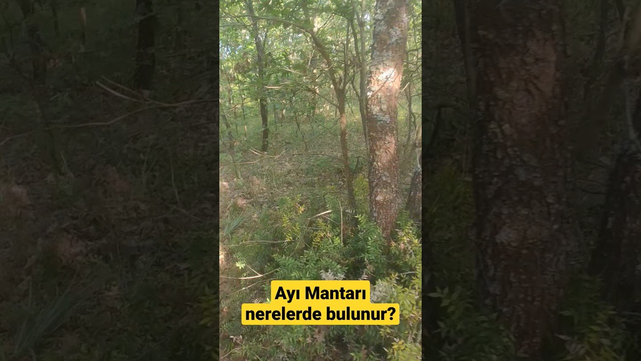 Ayı Mantarı nerelerde bulunur? Bolet nerede bulunur? Por&ccedil;ini nerede bulabilirim? #Boletus Aereus.