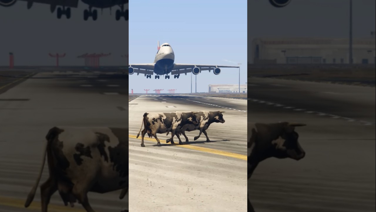 Two Crazy Cow Accidentally Comes Runway During Airplane Emergency Landing Gtav