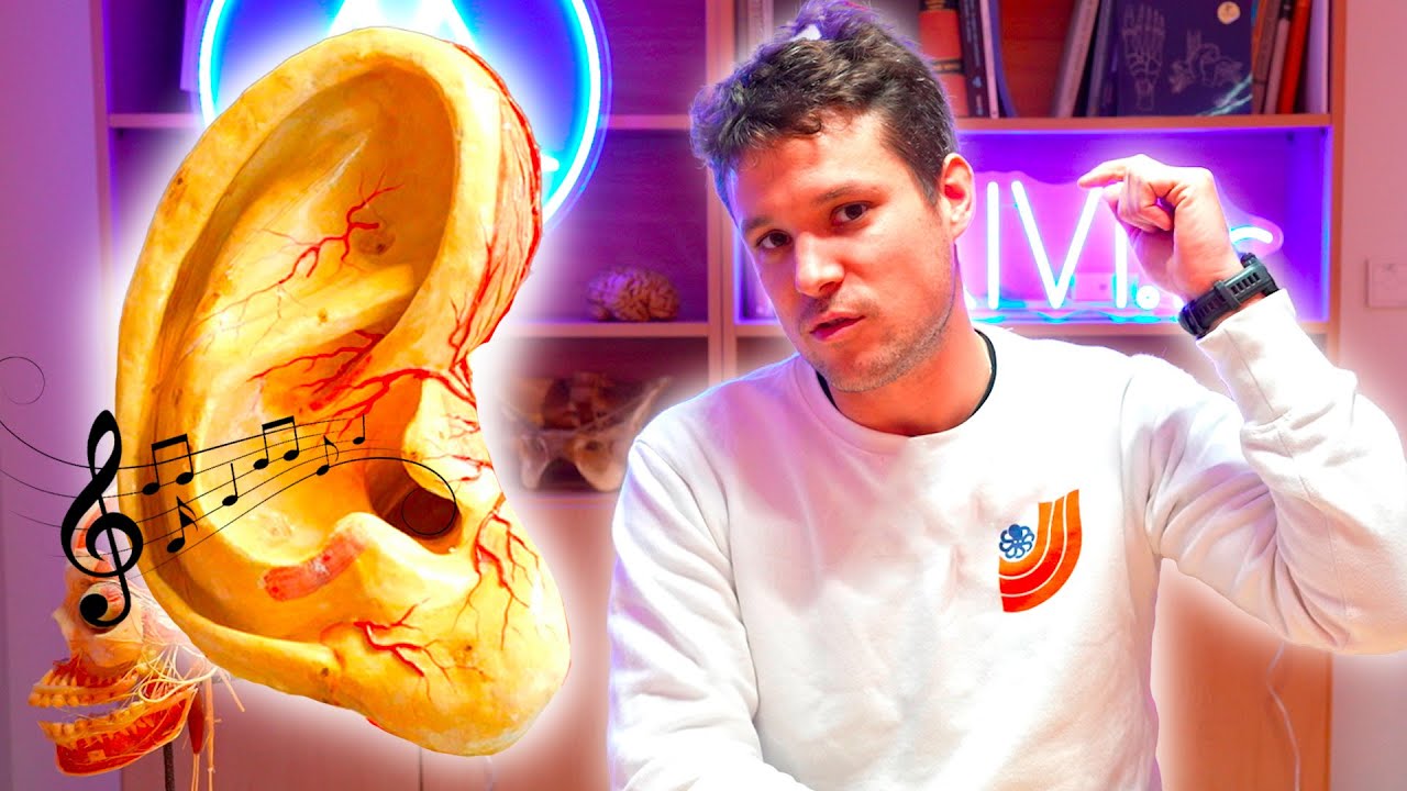 Système auditif : physiologie de l'oreille