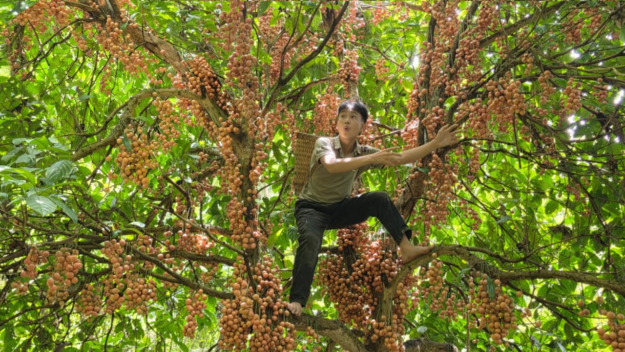 The poor boy went into the forest to harvest delicious and fragrant fruits to sell at the market.