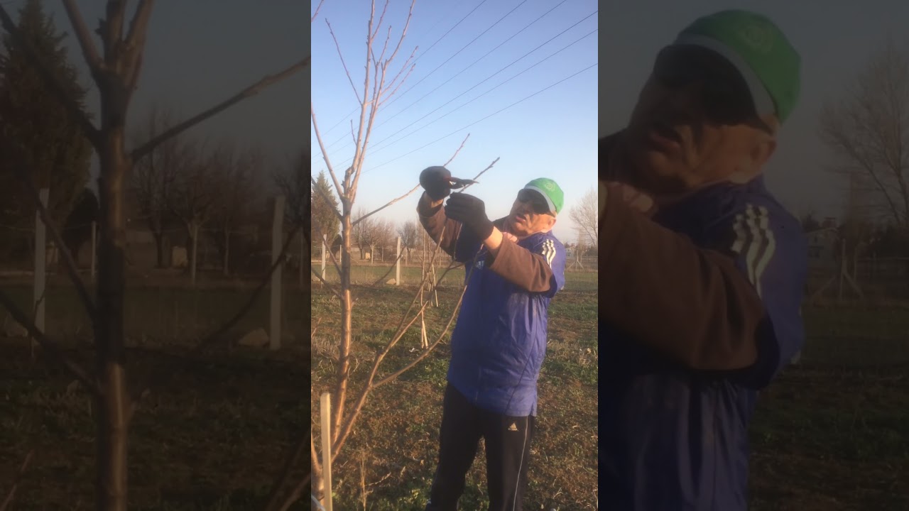 Bodur kiraz ağacının şekil budaması