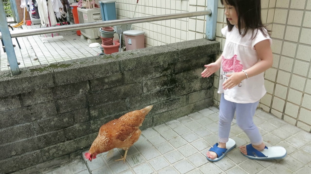 寶貝日記(餵雞/投籃)MVI 4651