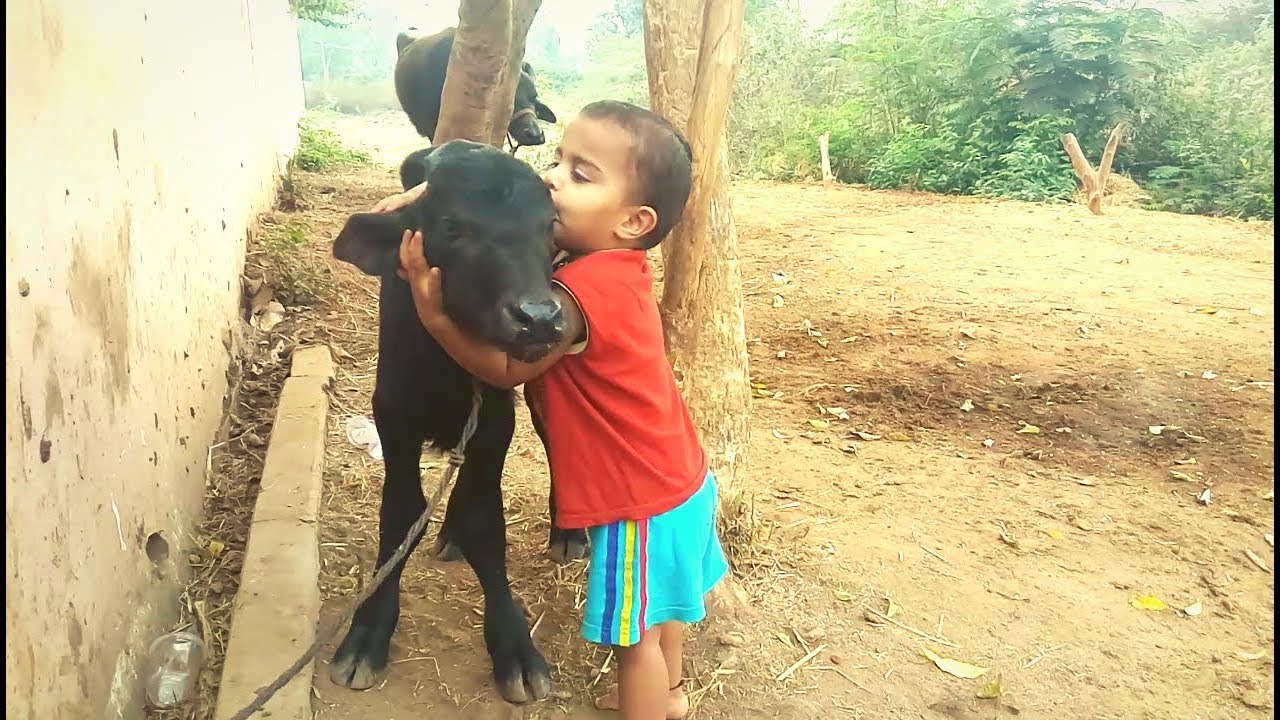 funny cute baby kissing buffalo calf