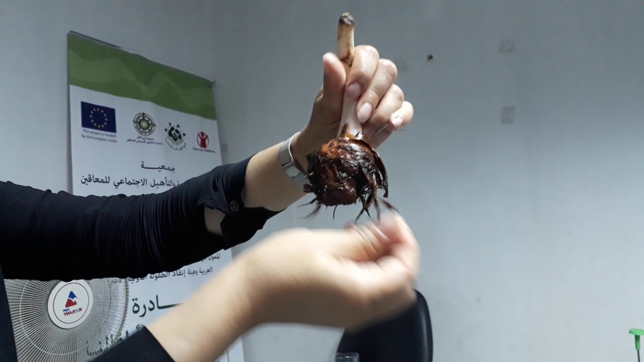 ازاى نزرع القلقاس فى البيت 🌱🌱🌱🤔👌