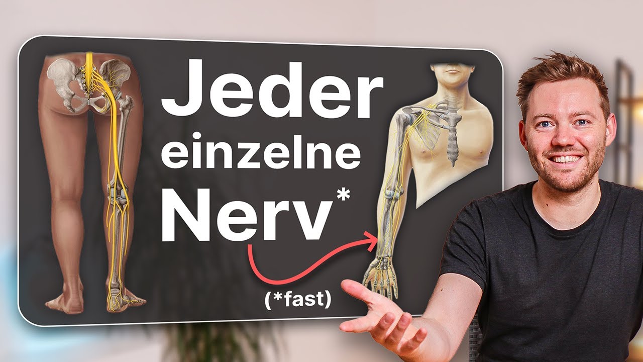 Jeder Nerv im menschlichen Körper. (Peripheres Nervensystem, Hirnnerven, Plexus brachialis ...)