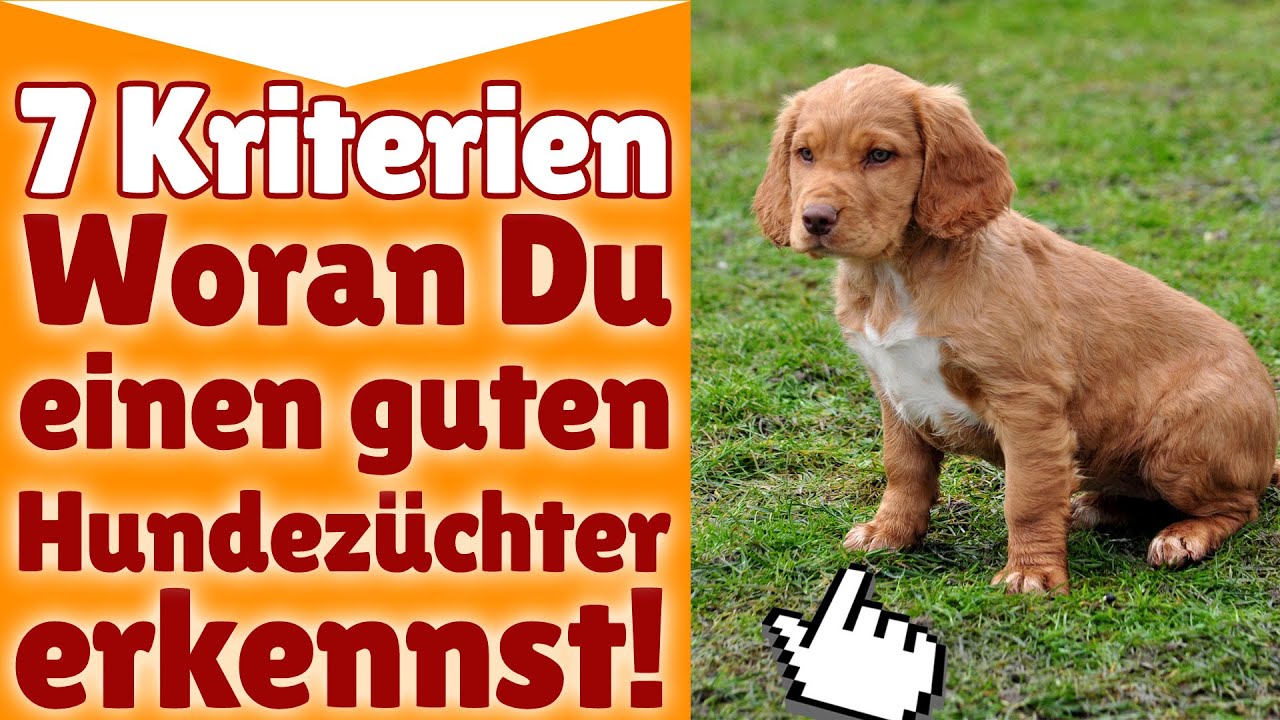 Hundez&uuml;chter ! 7 Kriterien - Woran Du einen guten Hundez&uuml;chter erkennst!