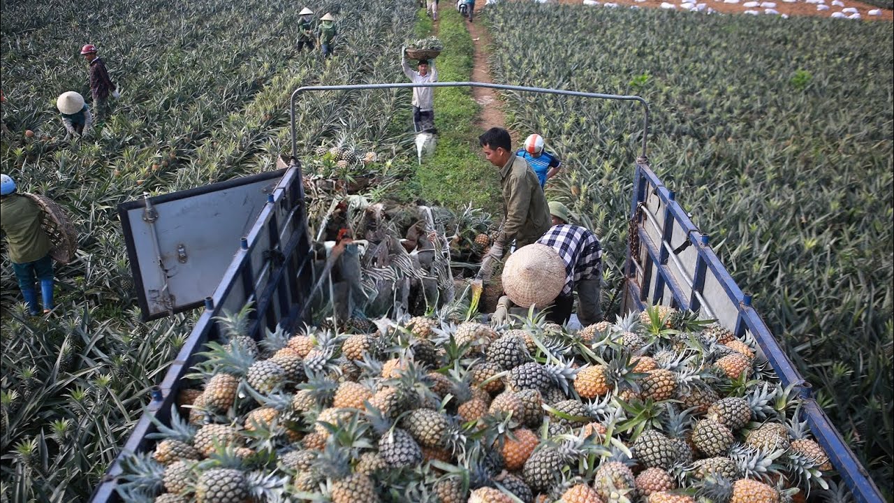 Discover the Wonders of Thailand's Exotic Pineapple Farms!