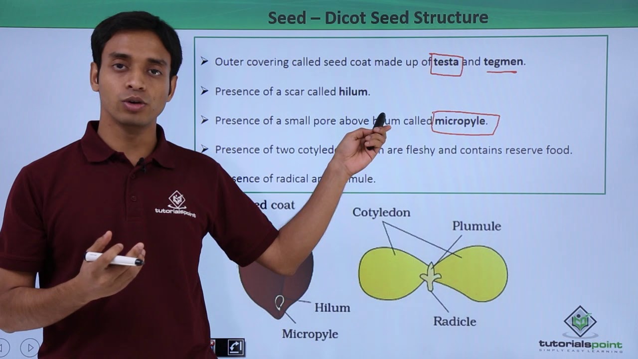 Class 11th &ndash; Seed &ndash; Dicot Seed Structure | Morphology of Flowering Plants | Tutorials Point