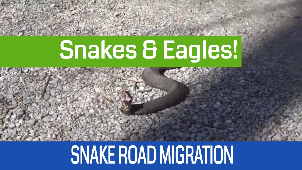 LaRue Pine Hills Snake Road 2019 & a tree full of Bald Eagles!