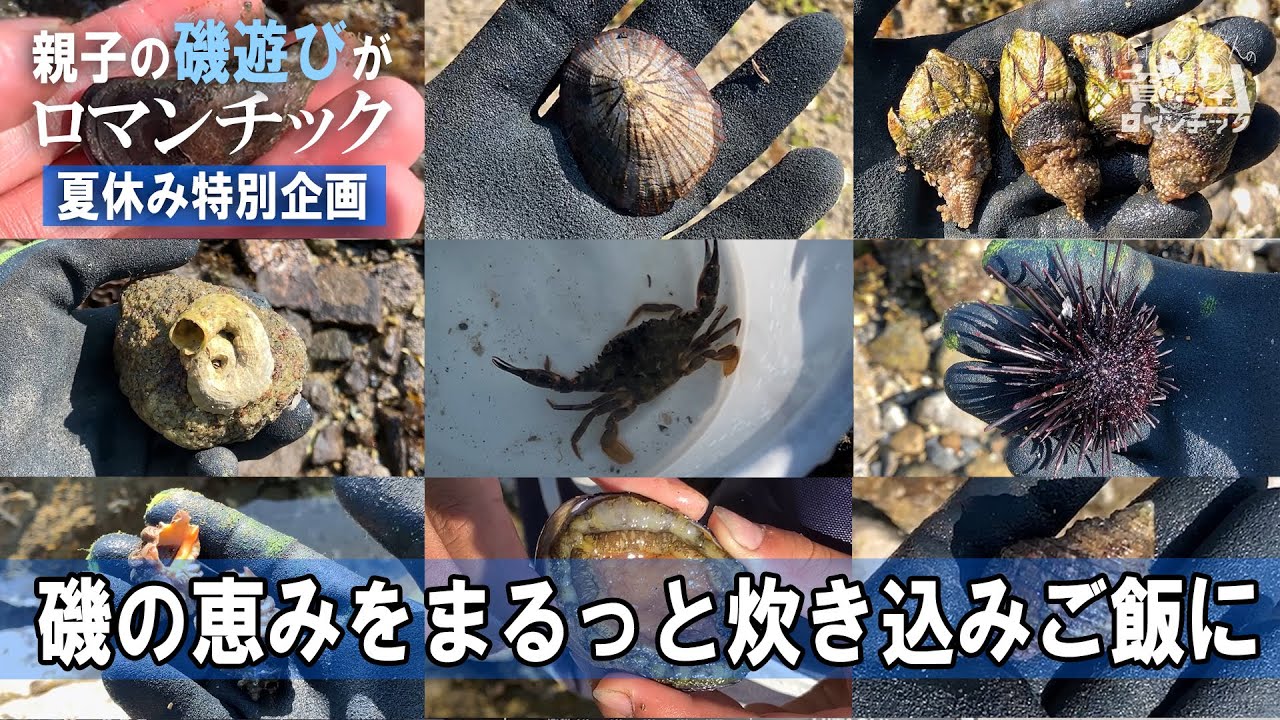 磯遊び【夏休みは親子で貝採り！】食べれる磯の貝、採ってはいけない磯物をご紹介！地磯の恵みをまるごと炊き込みご飯に！ep.070