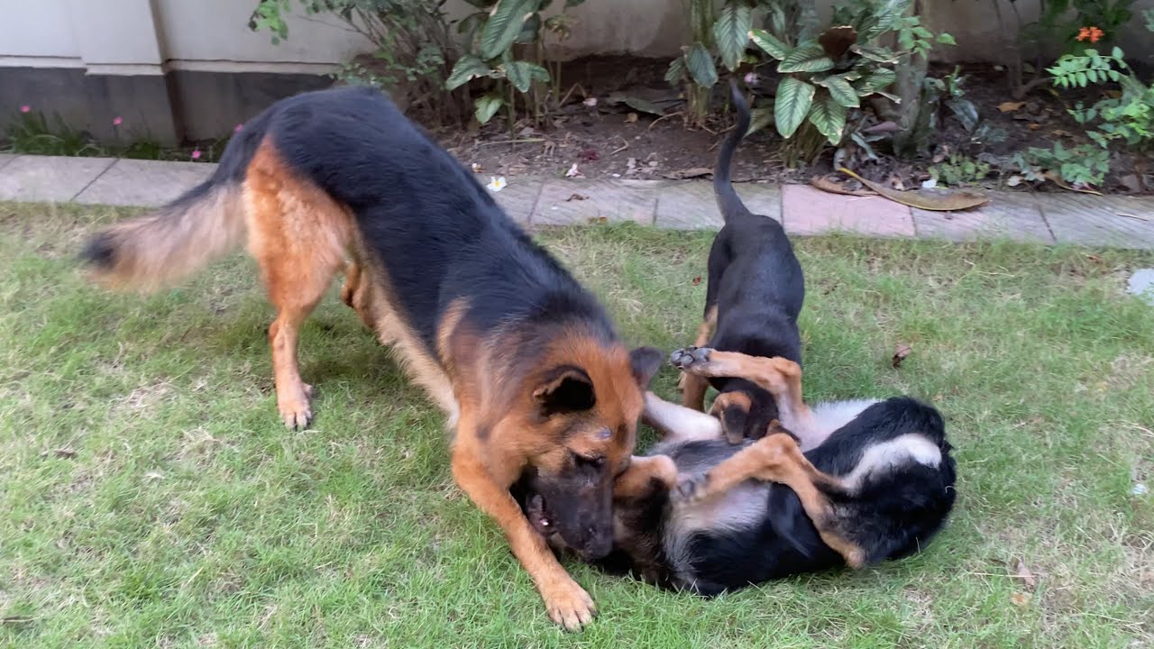 German Shepherds playing together | 1 year 11 months old (Alveen)