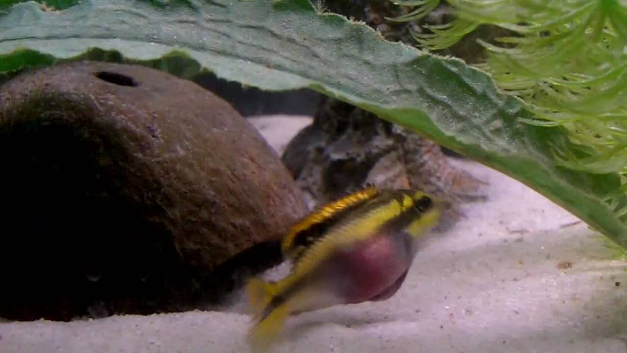 Kribensis Prespawn Breeding Behavior