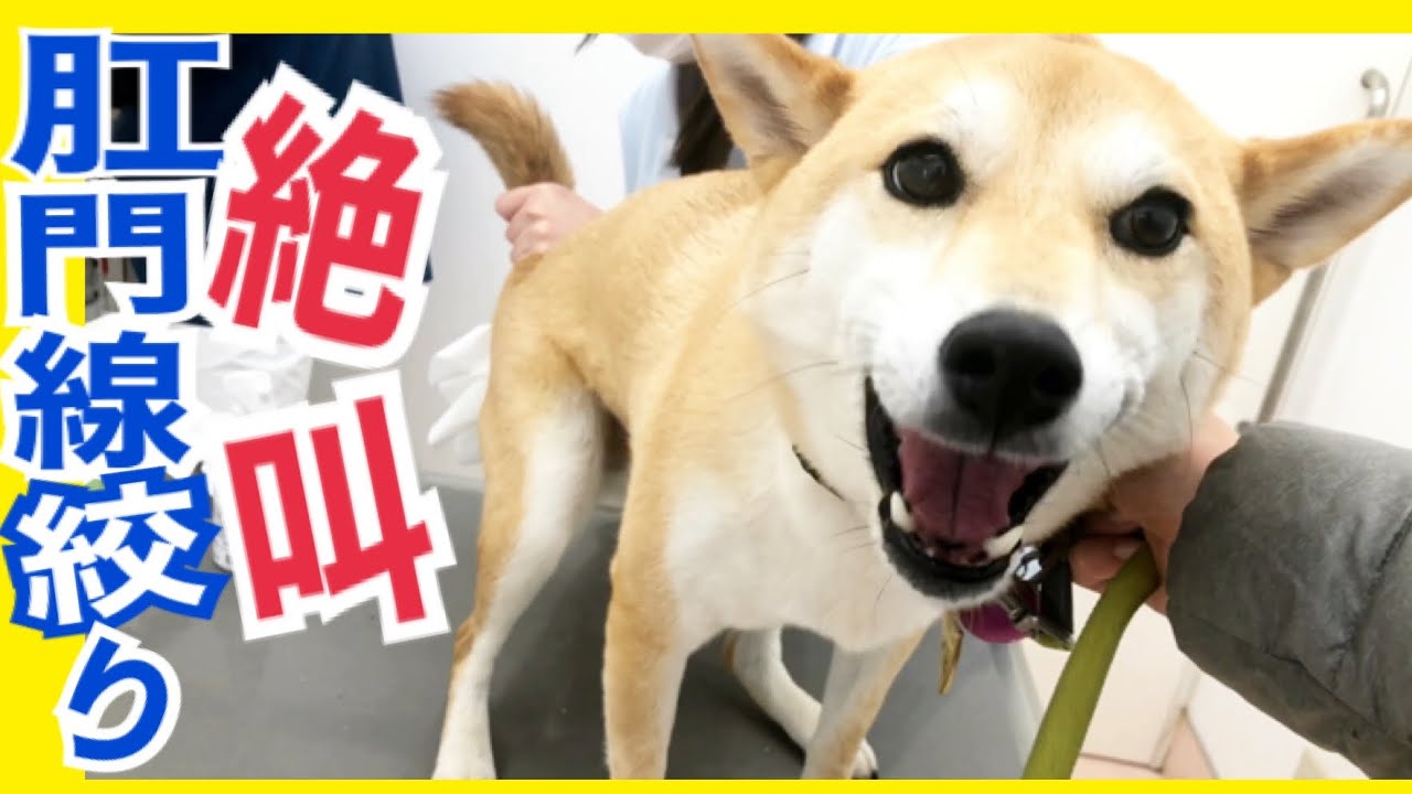 【柴犬 もみさん】肛門腺絞りで絶叫！ギャン鳴き！でも病院大好き♡  Shiba Inu Momisan  likes hospitals
