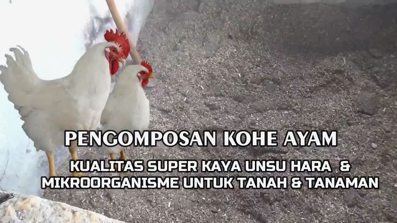 Fermentasi  KOHE Ayam  Dengan Mudah & Cepat
