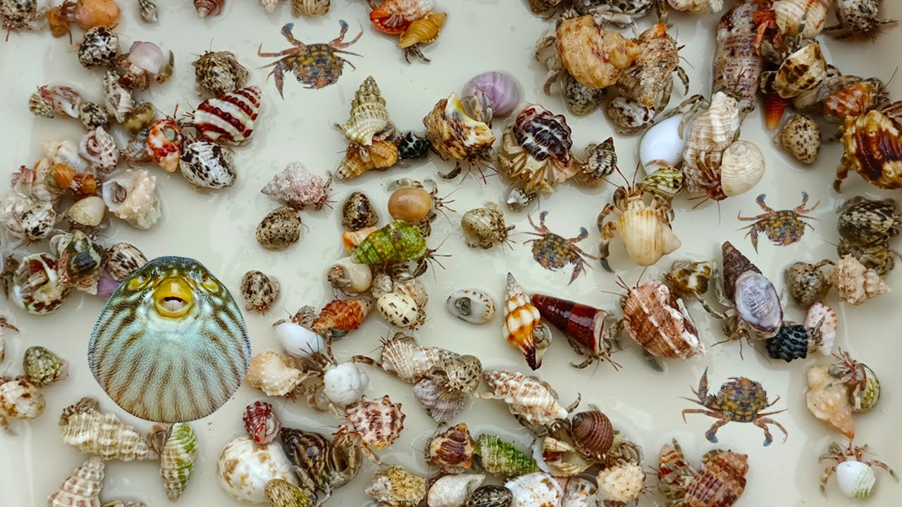 DAPAT BANYAK! Kelomang Lucu Umang-umang dan Keong, Siput, Kerang, Kepiting, Ikan Nemo, Ikan buntal