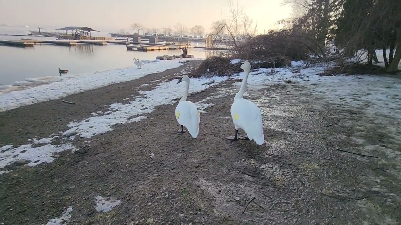 Tremenda Reunion de Cisnes Gansos y Patos para los amantes de la Naturaleza 