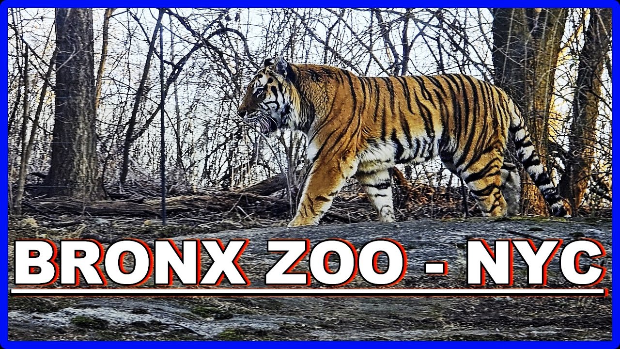 BRONX ZOO - NYC