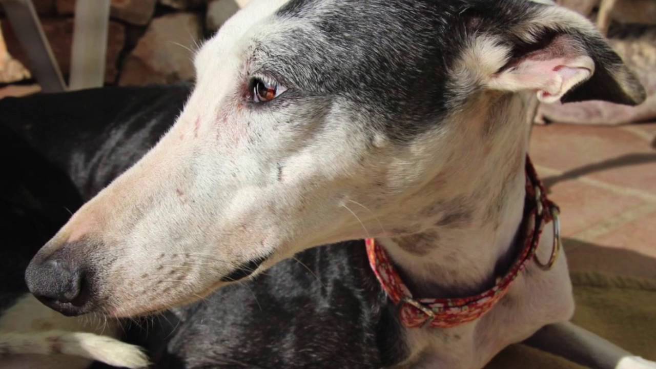 The Galga Song