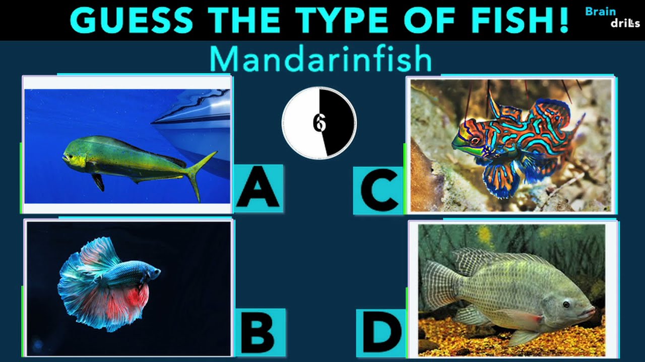 Guess the Types of Fish !? | Species Quiz #2