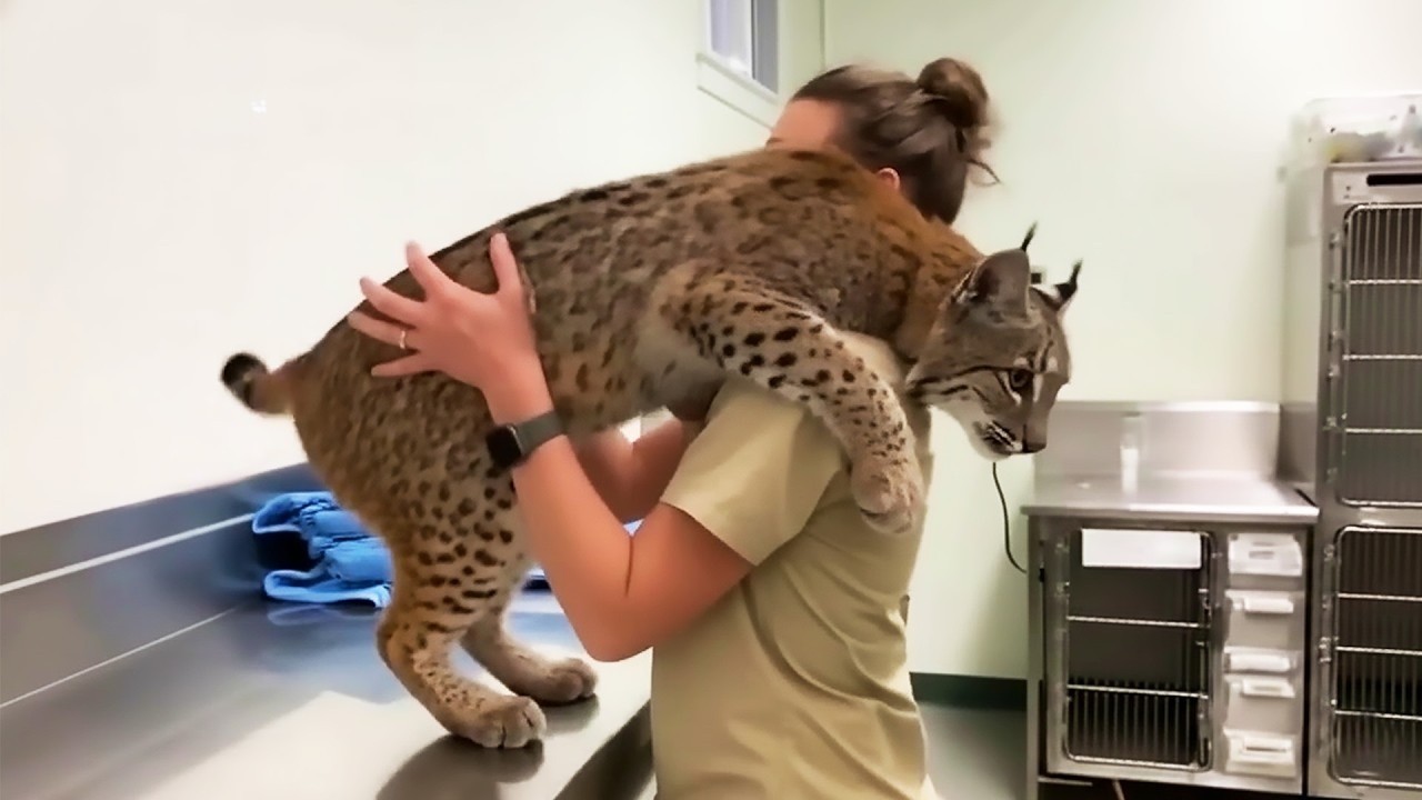 Bobcat Gives Caretaker ONE FINAL Hug Before Being Euthanized—But the Vet Says They’ve Made a Mistake