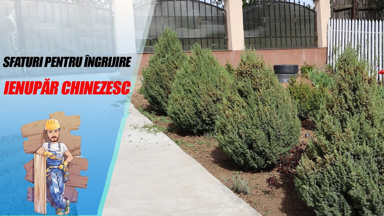 Ienupăr Chinezesc Stricta (Juniperus Chinensis) - Sfaturi pentru îngrijire