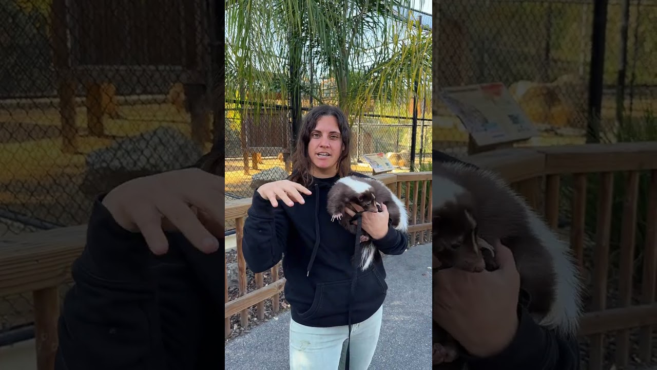 This is Mocha, a chocolate skunk🤩 She is the cutest thing ever and actually loves to be snuggled🥰