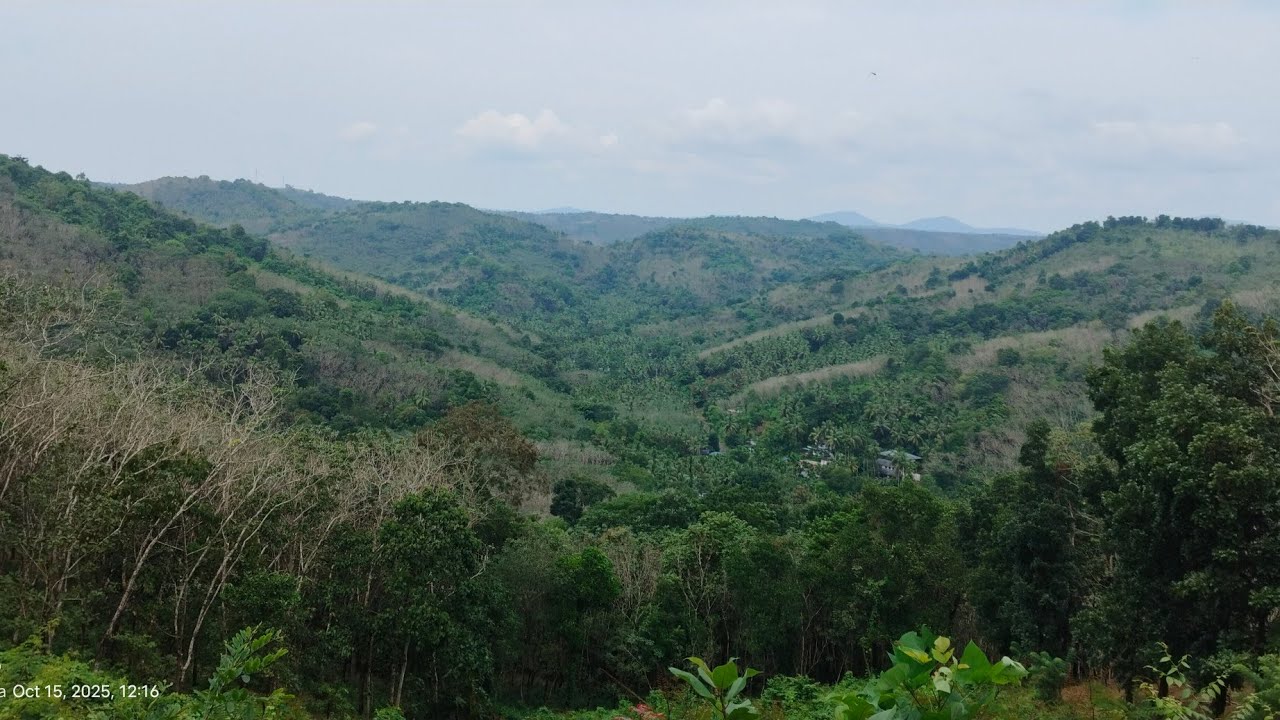 കാട് നിറഞ്ഞിരിക്കുന്ന ചീമേനി കാക്കടവ് റോഡിലൂടെ ഒരു യാത്ര 