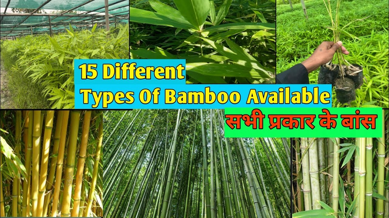 All Types Off Bamboo Available | Premium 2-6 Ft Plants (8-10 Stems/Bag) @AssamNurserylive #bamboo 