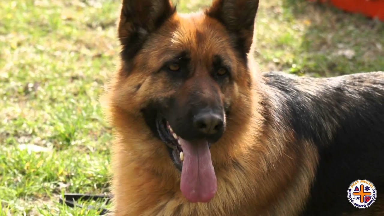 Mentőkutyák fegyelmezettségi tréningje - 2016.03.13 / Rescue dogs obedience work by PMKMSZ