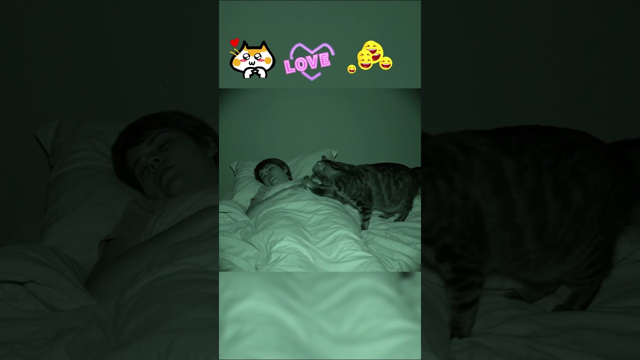 Cat&rsquo;s Midnight &ldquo;Gift&rdquo; Delivery 🎁🐭😂#cat #nightvision #mouse #gift  #funny #animals #cute