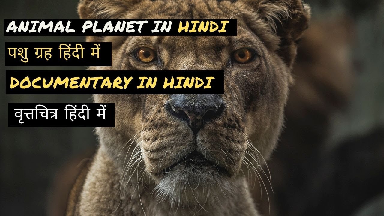 Africa Lion Pride Documentary In Hindi Full Episode | documentary movies hindi wildlife documentary